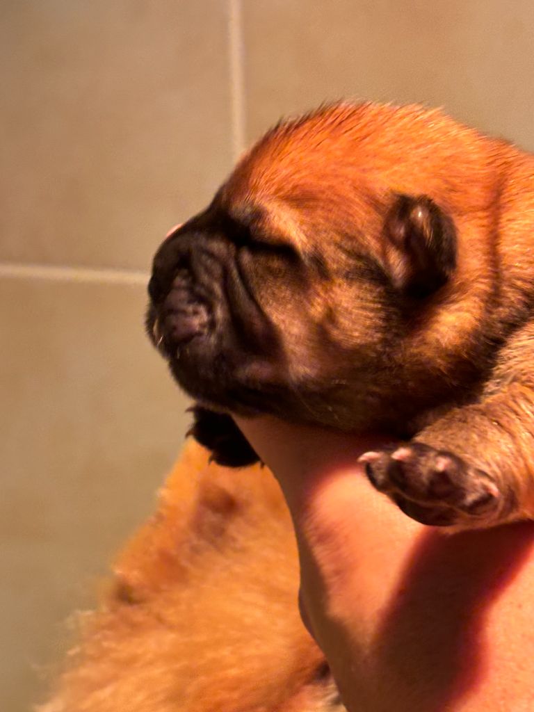 Des Douceurs Du Joly A Mour - Chiot disponible  - Chow Chow