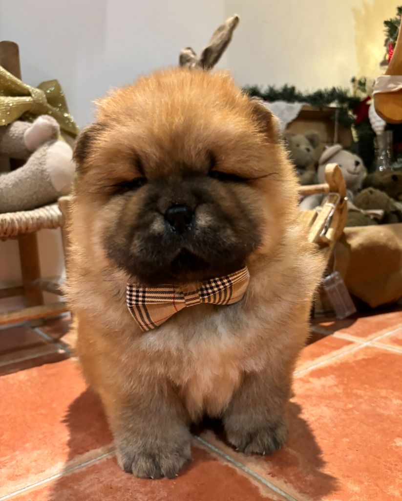 Des Douceurs Du Joly A Mour - Chiot disponible  - Chow Chow