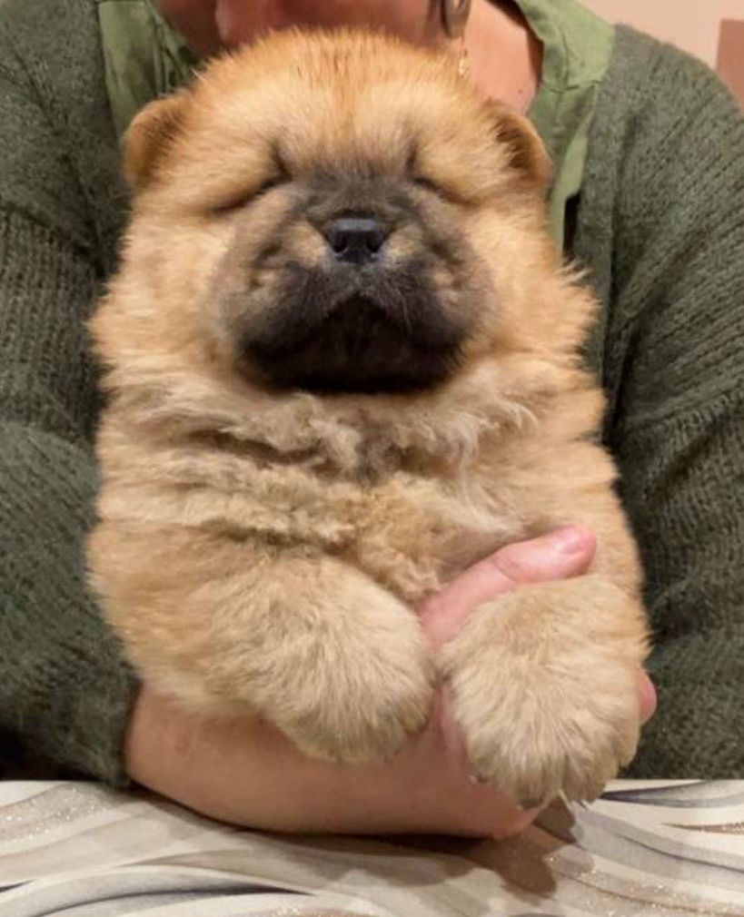 Des Douceurs Du Joly A Mour - PETITES DOUCEURS DISPONIBLE LE 26 DECEMBRE 2025