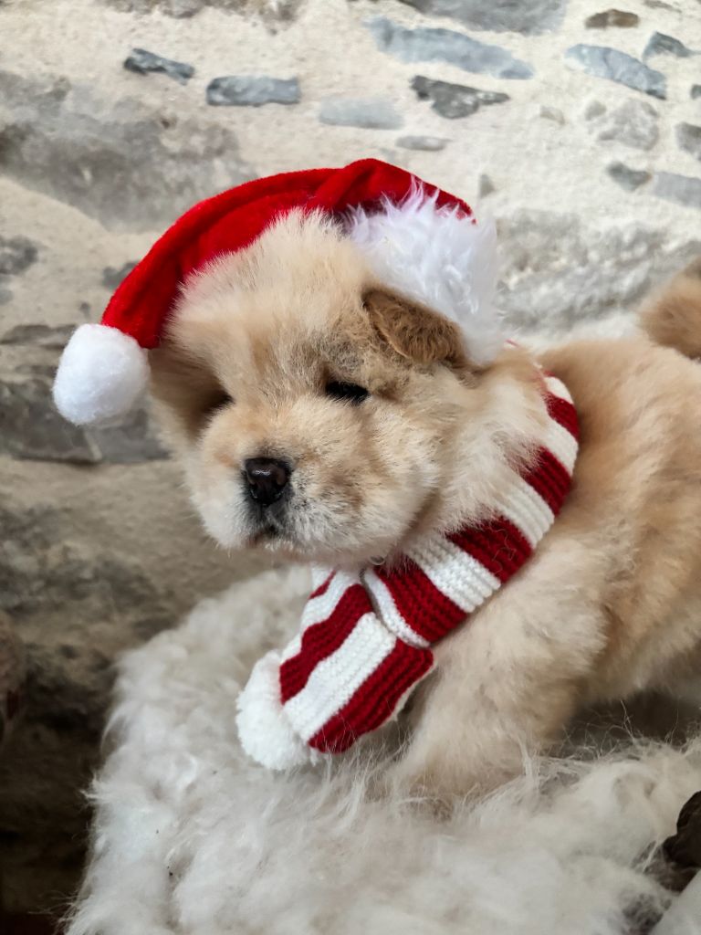 Des Douceurs Du Joly A Mour - Chiots disponibles - Chow Chow