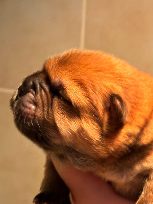 ABRICOT DES DOUCEURS DU JOLY A MOUR