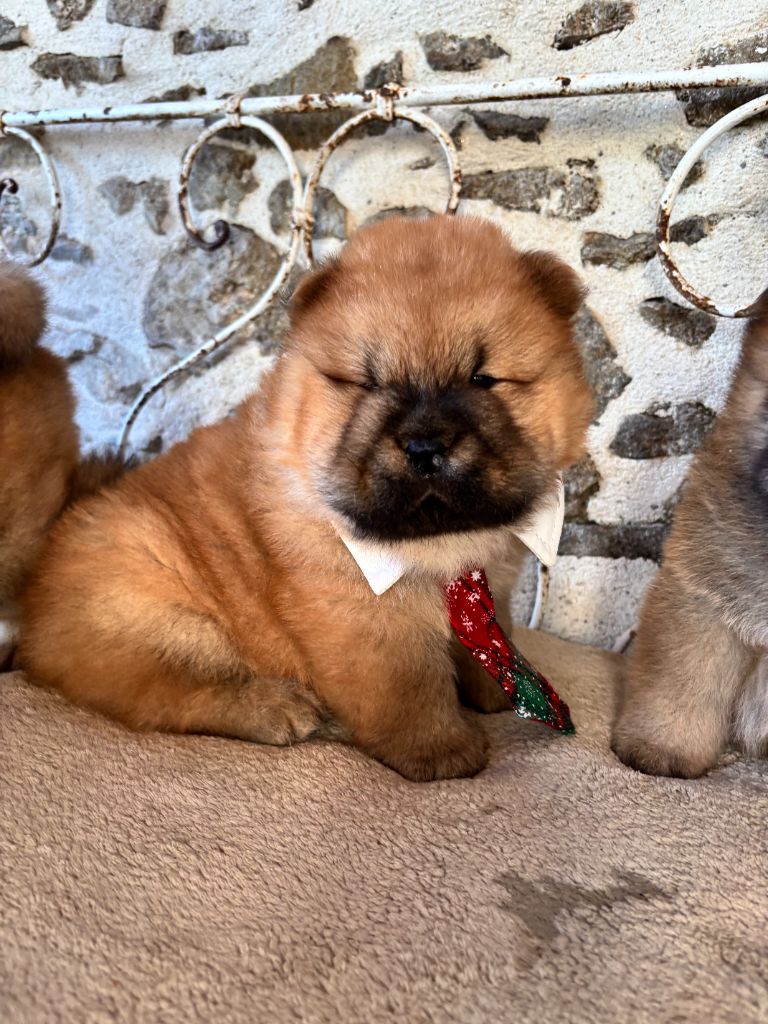 Des Douceurs Du Joly A Mour - Chiots disponibles - Chow Chow
